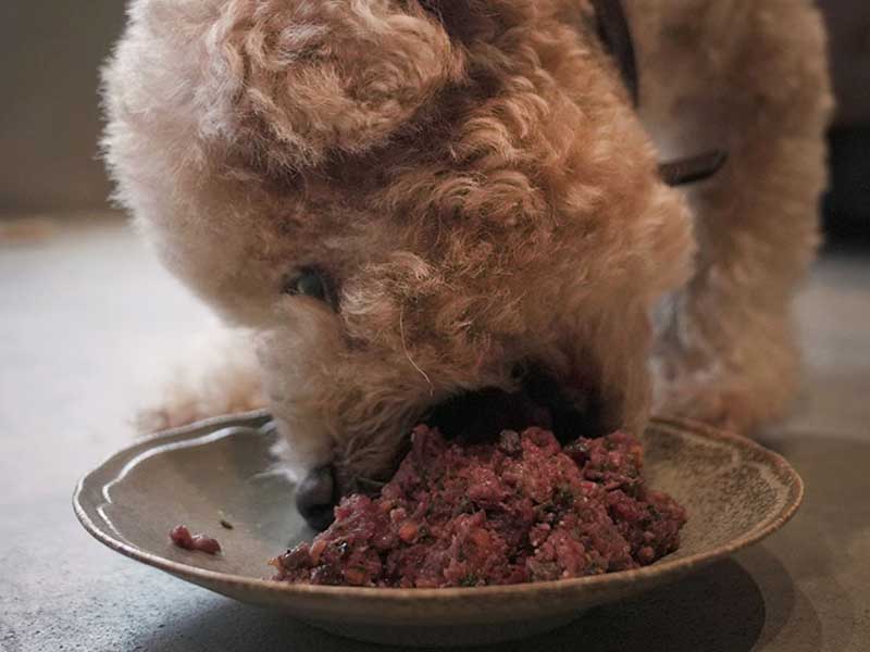 犬 自然食　ローフード　ウルス