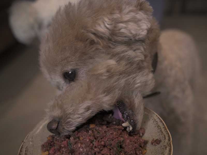 犬 自然食　ローフード　ウルス